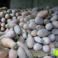 山东陵县金韩密本南瓜欢迎合作