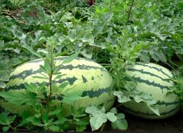 2015大荔西瓜抓住商机无限