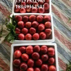 2016大荔油桃价格波动不大