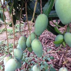 广西江洲金穗芒芒果聚焦市场