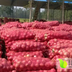 山东平度张戈庄万亩洋葱基地诚信合作