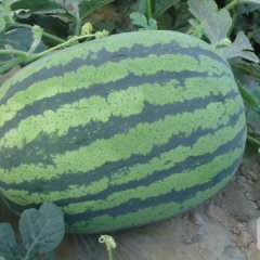 大荔西瓜假一赔十,范家张百强诚信合作