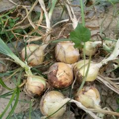 江苏丰县黄皮洋葱：首羡镇张先生