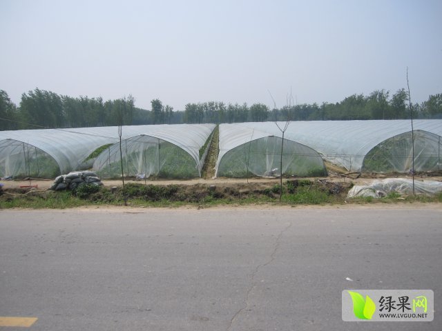 8424西瓜价格