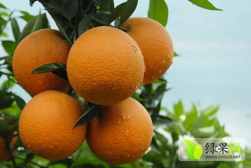 2015年广西阳朔夏橙价格
