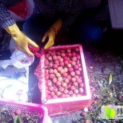 阳西上洋许先生5月白糖罂荔枝