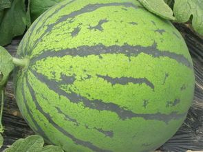 辽宁凌海--西瓜--上市