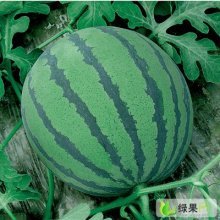 陕西蒲城甜王系列西瓜价格行情平稳