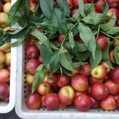 四川东坡中油5号油桃著名品种