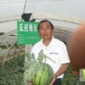 泗水优质西瓜