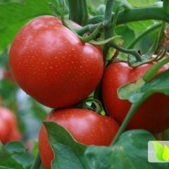 牧野西红柿品质优良,北环郭雪峰诚信合作