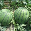 2016济阳太平宝西瓜现已大量上市