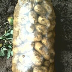 安丘土豆火热上市,兴安李昆明诚信合作