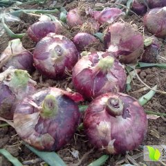 南阳新野红皮洋葱悄然上市新野绿通四海诚信合