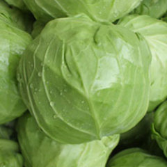 唐山市张金良供应中甘系列甘蓝