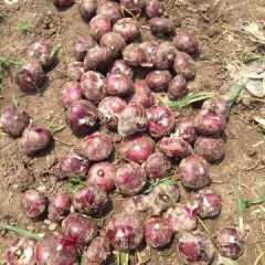 山东郯城圆葱（卡木一）洋葱聚焦市场