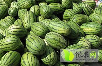 蒲城陈庄镇罗俊武花皮无籽西瓜