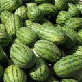 蒲城陈庄镇罗俊武花皮无籽西瓜