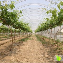 江苏建湖夏黑葡萄上货量大