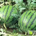 商丘睢阳李口西瓜专业代办