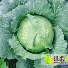 2015固安甘蓝上市