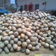 广西隆安金韩密本南瓜著名品种