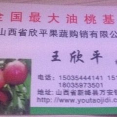 山西新绛中油4号油桃香甜可口