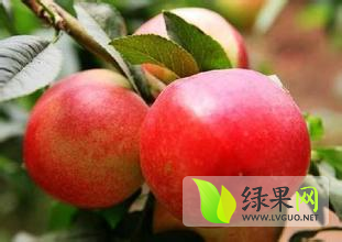 陕西大荔中油12号油桃火爆招商中