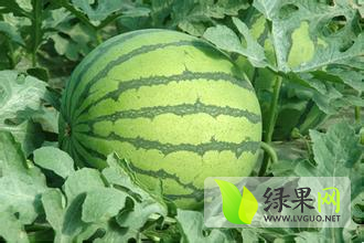 陕西大荔大棚京欣西瓜瓜型园瓜圆
