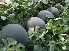 黑皮无籽西瓜上市