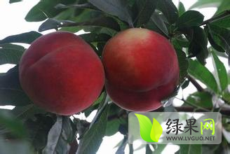 供应陕西郑二蜜桃