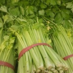 2015沛县芹菜钱多人傻速来抢购