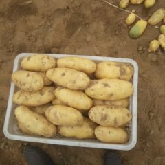 山东平度土豆大降价