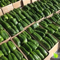 商河辣椒名扬天下,杨庄杨建诚信合作