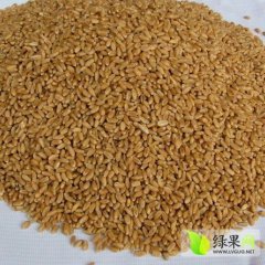 2015沭阳小麦超低价代收，真诚与您合作共赢