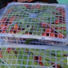 广东阳西黑叶现已大量上市