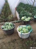 2015潜江西瓜抓住商机无限