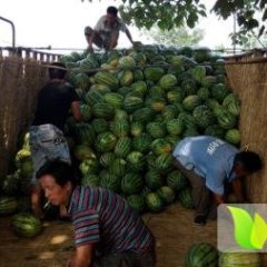 大荔范家翟耀军5月京欣西瓜
