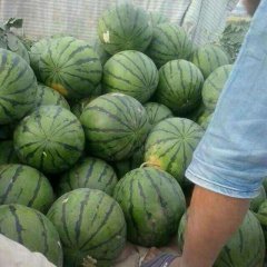 保定清苑西瓜2015年6月14日价格