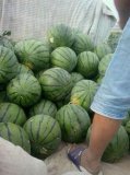 保定清苑西瓜2015年6月14日价格