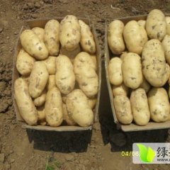 杨柳镇大棚土豆有着十多年的种植经验