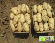 杨柳镇大棚土豆有着十多年的种植经验