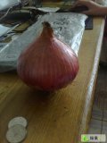 山东惠民红皮洋葱上货量大