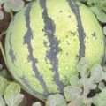 济南章丘许洪华6月京欣西瓜