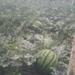 陕西蒲城京欣西瓜长势旺盛