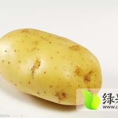 2015肥城土豆俏销大江南北