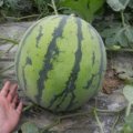 无公害麒麟瓜8424、久甜2号 6月初震撼上市