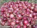 通许西关小马红皮洋葱