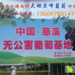 代办夏黑葡萄浙江慈溪巨峰葡萄火爆上市