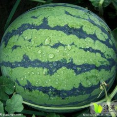 辽宁凌海-西瓜-上市